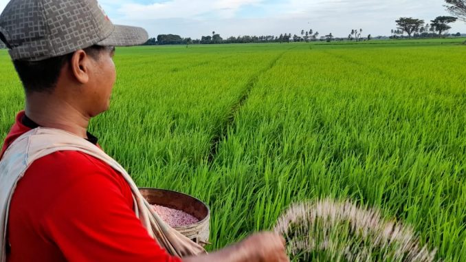 PT Pupuk Kaltim Klaim Distribusi 17 Ribu Ton, Kok Pupuk Urea Dinilai Langka?