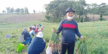 Panen Raya, Bupati Yakin Kualitas Bibit Bawang Merah Produk Enrekang Tidak Kalah Bersaing