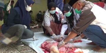 Dinas Peternakan Pinrang Temukan Cacing Hati Pada Hewan Kurban