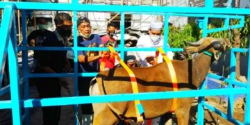 Hasil Tabungan Tiap Bulan, Pegawai Kemenkumham Sulsel Berkurban 10 Ekor Sapi