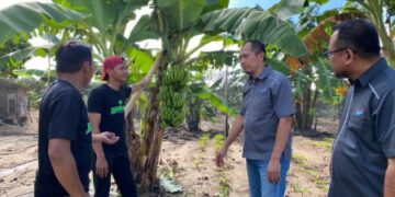 Potensi Tembus Pasar Global, Pemuda Tani HKTI Sidrap ajak Masyarakat Tanam Pisang