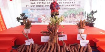 Pertanian Ubi Kayu Mulai Tergerus Proyek Perumahan di Gowa