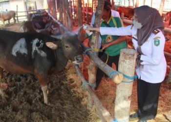 Dinas PKP Parepare Periksa Kesehatan Hewan Ternak Layak Kurban