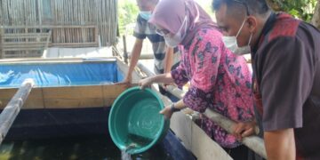 Bagikan Ribuan Bibit Ikan, Dinas PKP Parepare Ingin Masyarakat Tetap Produktif Berusaha di Masa Pandemi
