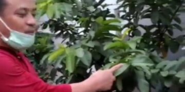 Ada Cabe Andalan Masyarakat Toraja di Rujab Plt Gubernur Sulsel, Rasanya Menggigit