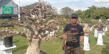 700 Bonsai Siap Dinilai dalam Kontes Bonsai Nasional “Sipakario” Sidrap