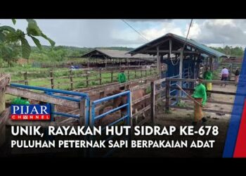 Unik, Rayakan Hari Jadi Sidrap Ke 678, Puluhan Peternak Sapi Berpakaian Adat