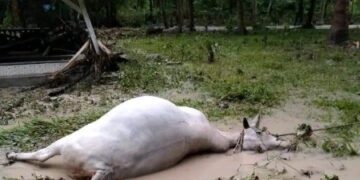 Banjir Bandang, Ratusan Hewan Ternak Mati di Banggai