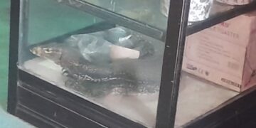 Biawak Ngamuk di Rumah Warga, Damkar Pinrang Turun Tangan