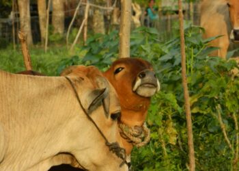 PMK di Sulsel Capai 845 Kasus, Pemilik Hewan akan Diberikan Kompensasi