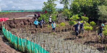 Jaga Kelestarian Kawasan Pesisir, DKP Sulsel Tanam 38 Ribu Batang Mangrove di Bone