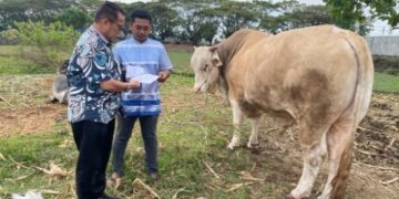 Penampakan Sapi Kurban dari Presiden yang Dipotong di Selayar