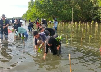 Tahun Ini, 20.000 Bibit Mangrove Ditanam DKP Sulsel di Pangkep