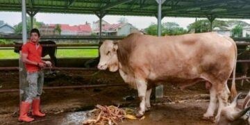 sapi kurban