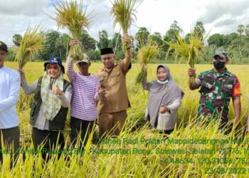 Bantuan Mandiri Benih Mulai Panen di Bone, Hasilnya Berkisar 8 Hingga 10 Ton Per Hektare