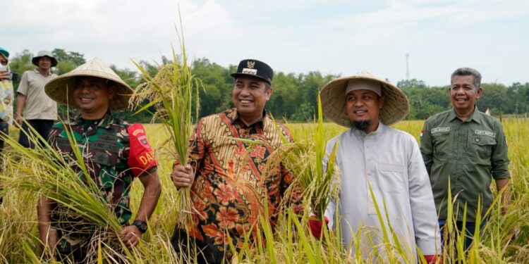 Bupati Maros, Chaidir Syam (dua kiri) mendampingi Gubernur Sulsel, Andi Sudirman Sulaiman memanen padi Mandiri Benih di Kecamatan Tanralili Maros, Ahad (7/8/2022)