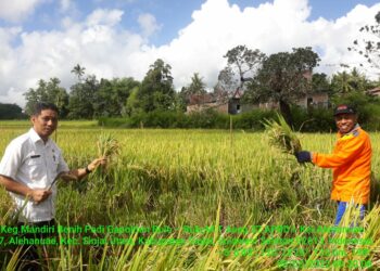 Petani Sinjai Berterima Kasih kepada Gubernur Sulsel, “Mandiri Benih” Mulai Dipanen