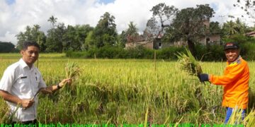 Petani Sinjai Berterima Kasih kepada Gubernur Sulsel, “Mandiri Benih” Mulai Dipanen