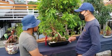 Sambut HUT RI, PPBI Parepare Pamerkan Bonsai