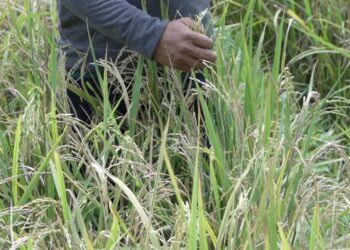 Petani di Maros Bisa Panen Padi 8 Ton Berkat Mandiri Benih