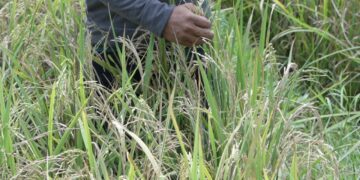 Petani di Maros Bisa Panen Padi 8 Ton Berkat Mandiri Benih