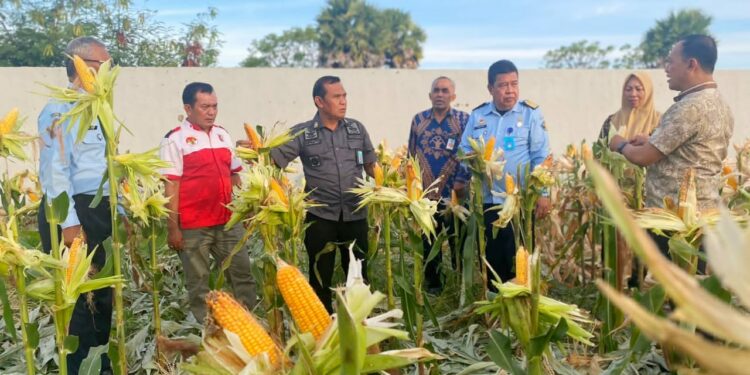 Disela-sela kunjungannya, Kadiv Pemasyarakatan Kemenkumham Sulsel, Suprapto bersama tim menyempatkan meninjau lahan perkebunan Rutan Jeneponto dan menyempatkan diri ikut memanen jagung hasil dari pekerjaan WBP (Warga Binaan Pemasyarakatan) Rutan Kelas IIB Jeneponto, Jumat (16/9/2022)