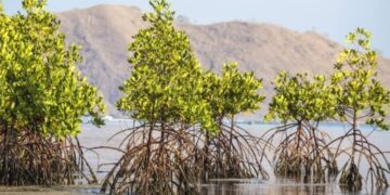Wacana Luhut Soal Syarat Nikah Harus Tanam Mangrove, Bakal Masuk Ranperda di Sulsel