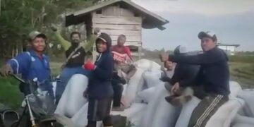 Program Mandiri Benih di Wajo Berhasil, Petani Bersyukur Hasil Panen Meningkat