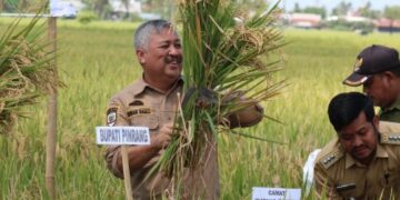 Poktan Sipatokkong Panen Capai 12 Ton Per hektar, Bupati Pinrang Sebut Jika Ingin Lebih Lakukan Ini