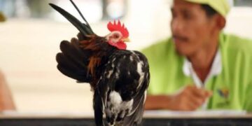 AHP Bakal Gelar Lomba, Komunitas Ayam Serama Berbagai Daerah Bakal Turut Serta