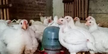 Harga Ayam Potong di Pinrang Turun