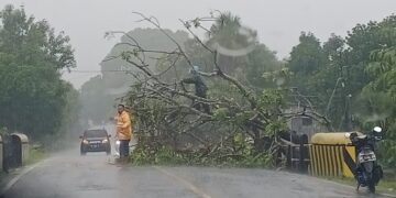 Pohon Tumbang Timpa Tiang Listrik dan Rumah di Pinrang