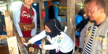 Populasi Sapi Ternak Capai 5.418 Ekor, Taufan Pawe Kaget Karena Ini