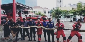 Ular Piton Masuki Rumah Warga di Makassar, Serang Penjinak Saat Dievakuasi