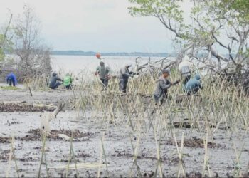 DKP Sulsel Bersama Masyarakat Pelestari Lingkungan Tanam 40 Ribu Batang Mangrove di Pesisir Wajo