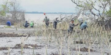 DKP Sulsel Bersama Masyarakat Pelestari Lingkungan Tanam 40 Ribu Batang Mangrove di Pesisir Wajo