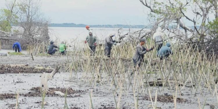 penanaman Mangrove dilakukan di Kelurahan Akkajeng, Kecamatan Sajoanging, Kabupaten Wajo, Senin (12/12/2022)