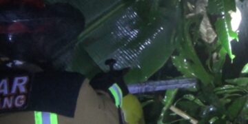 Warga Resah Terhadap Sarang Lebah, Damkar Pinrang Turun Tangan