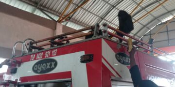 Seekor Kera Sempat Membuat Panik Pemilik Rumah, Damkar Pinrang Evakuasi