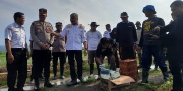 Forkopimda Pinrang Kompak Turun ke Sawah Bersama Petani Basmi Tikus
