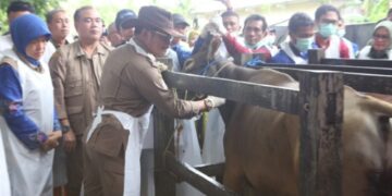 Dipusatkan di Barru, Mentan SYL Kick Off Pengendalian dan Penanggulangan PMK 2023 Nasional