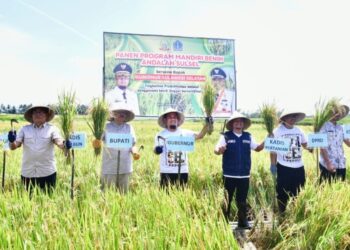 Didukung Mandiri Benih Andalan Sulsel, Panen di Desa Palakka Bone Meningkat 6 ton per Hektare