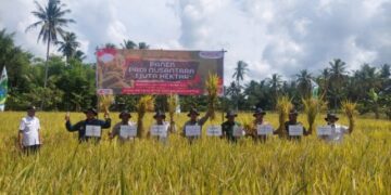 Sidrap Turut Sukseskan Panen Padi Nusantara 1 Juta Hektar