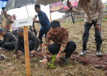 Kembalikan Kejayaan Sutera, Gubernur Sulsel Kembali Tanam 1 Juta Bibit Murbei di Wajo