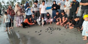 Jaga Kelestarian Penyu, Lima Putra Pesisir Lepas 100 Tukik ke Pantai Lowita