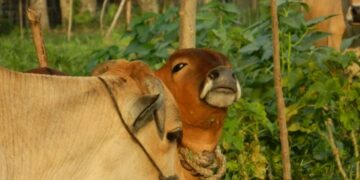 Stok Hewan Qurban di Sulsel Tahun Ini Naik