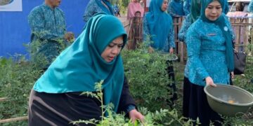 Ketua TP PKK Parepare Panen Sayur Perdana di Kebun PKK WTB