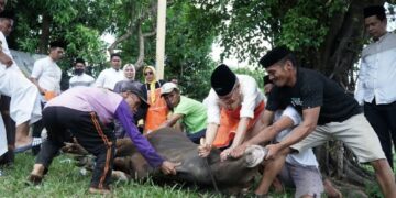 Potong Sapi Qurban Milik Golkar, Taufan Pawe: Semoga Sifat Buruk Hilang