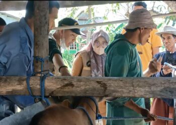 Cegah Penyakit Jembrana Jelang Idul Adha, Pemkot Parepare Perketat Pengawasan Hewan Ternak
