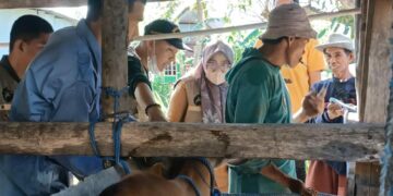 Cegah Penyakit Jembrana Jelang Idul Adha, Pemkot Parepare Perketat Pengawasan Hewan Ternak